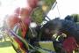Derbi GPR 50 3